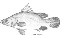 Nile Perch Maw
